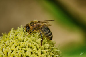 Biene beim Blütennektarsammeln auf einer gelben Blüte, Wagen wir einen Blicknäher, Sda, Danny Koerber, Sehnsucht der Augen, Makro, Detail, Tiere und Insekten