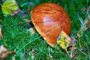 Die Marone hat gut geschmeckt, Pilze - Die dritte Art, Danny Koerber, Sehnsucht der Augen, Natur, Pilze, Wald