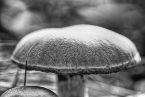 Ein Schirm schützt vor Regen, Pilze. Die dritte Art, Pilze fotografiert von Danny Koerber für Sehnsucht der Augen.