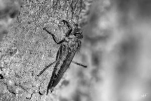 Eine Bremse die sich im Sonnenlicht aufwärmt, Wagen wir einen Blicknäher, Sda, Danny Koerber, Sehnsucht der Augen, Makro, Detail Tiere und Insekten