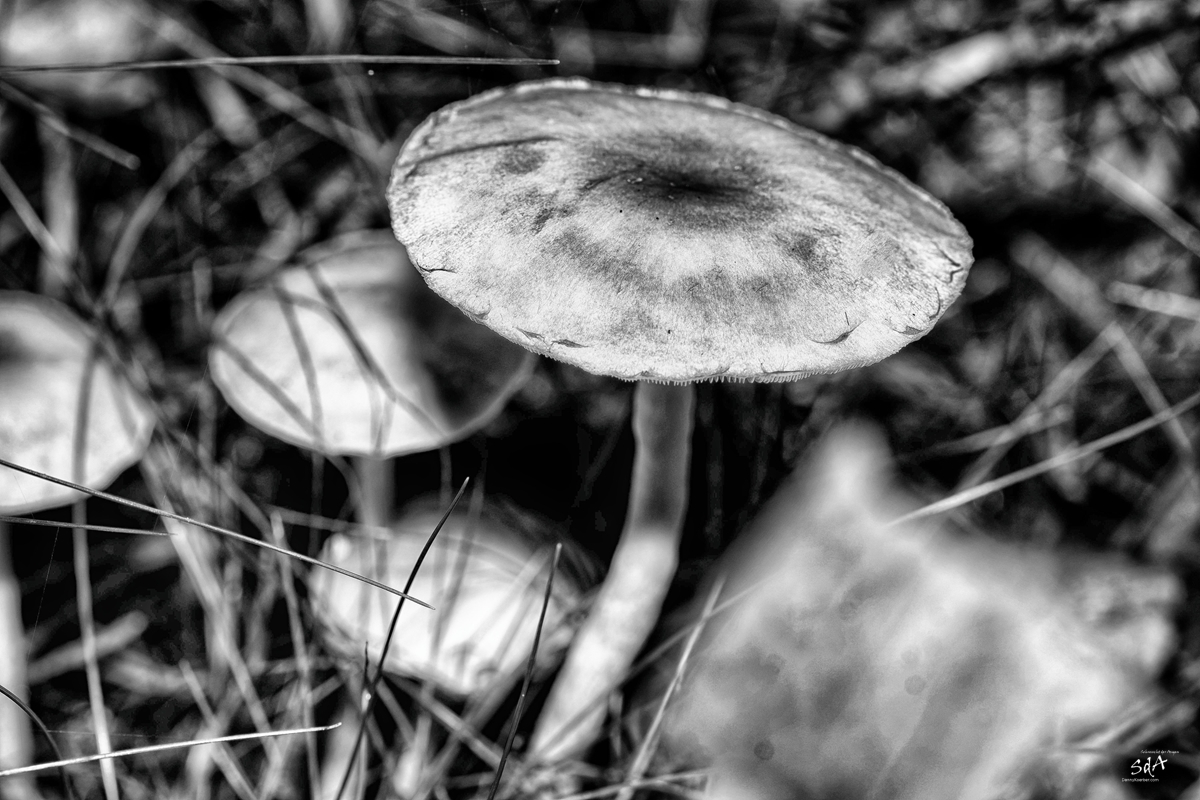 Pilze. Iss mich ich bin giftig, Pilze. Die dritte Art, Pilze fotografiert von Danny Koerber für Sehnsucht der Augen.
