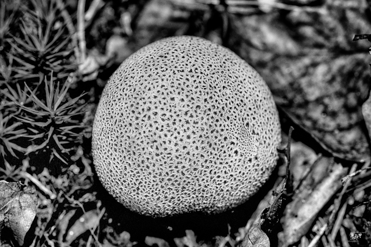 Kugelrunder Knollenpilz, Pilze. Die dritte Art, Pilze fotografiert von Danny Koerber für Sehnsucht der Augen.