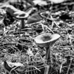 Pilze Pilze überall, Pilze. Die dritte Art, Pilze fotografiert von Danny Koerber für Sehnsucht der Augen.