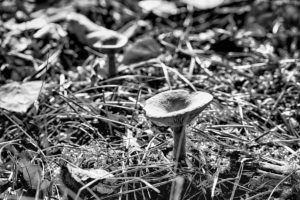 Pilze Pilze überall, Pilze. Die dritte Art, Pilze fotografiert von Danny Koerber für Sehnsucht der Augen.