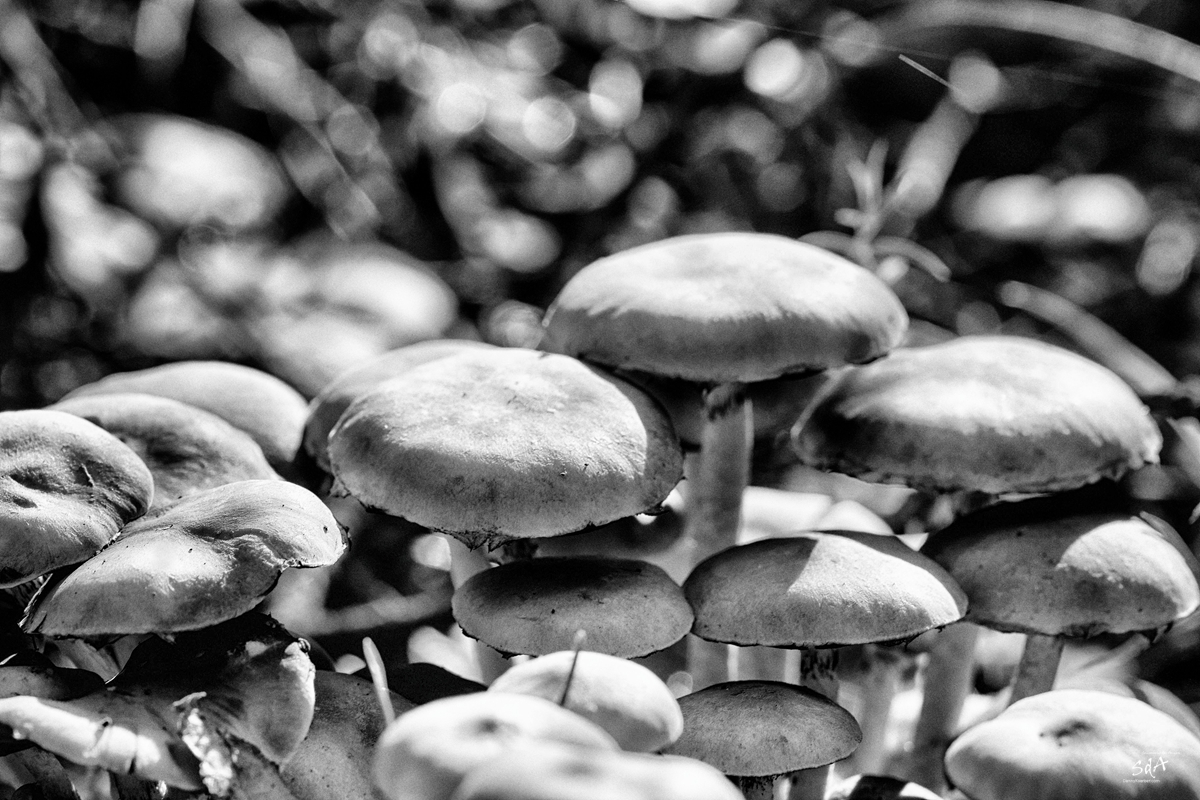 Pilze zusammen hat man es besser, Pilze. Die dritte Art, Pilze fotografiert von Danny Koerber für Sehnsucht der Augen.