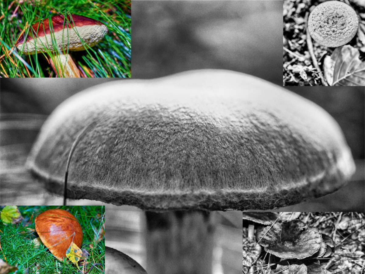 Pilze - Die dritte Art, Danny Koerber, Sehnsucht der Augen, Natur, Pilze, Wald