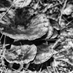 Schön und gefährlich, Pilze. Die dritte Art, Pilze fotografiert von Danny Koerber für Sehnsucht der Augen.