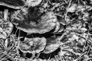 Schön und gefährlich, Pilze. Die dritte Art, Pilze fotografiert von Danny Koerber für Sehnsucht der Augen.