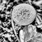 Weiß heißt nicht beiß, Pilze. Die dritte Art, Pilze fotografiert von Danny Koerber für Sehnsucht der Augen.