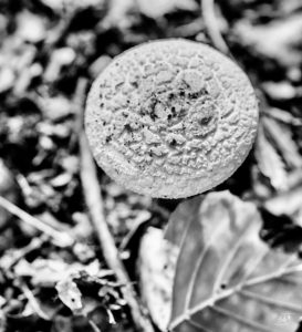 Weiß heißt nicht beiß, Pilze. Die dritte Art, Pilze fotografiert von Danny Koerber für Sehnsucht der Augen.