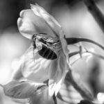The view of the detail, Weiße Blüte auf der eine Biene gelandet ist., Wagen wir einen Blicknäher, Sda, Danny Koerber, Sehnsucht der Augen, Makro, Detail, Tiere und Insekten
