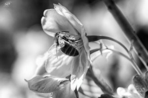 The view of the detail, Weiße Blüte auf der eine Biene gelandet ist., Wagen wir einen Blicknäher, Sda, Danny Koerber, Sehnsucht der Augen, Makro, Detail, Tiere und Insekten