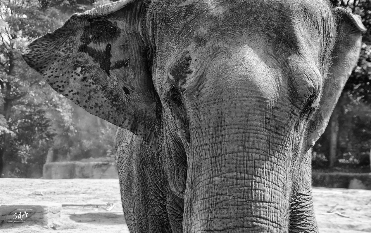 Ein Elefant der auf die Kamera schaut, Sehnsucht der Augen, Sda, Danny Koerber, Wildtiere