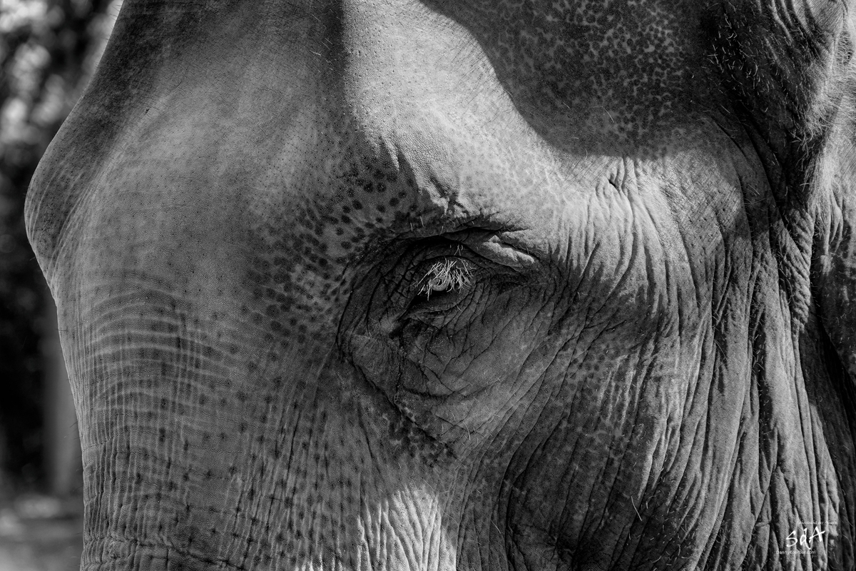Im Blick eines Elefanten, Sehnsucht der Augen, Sda, Danny Koerber, Wildtiere