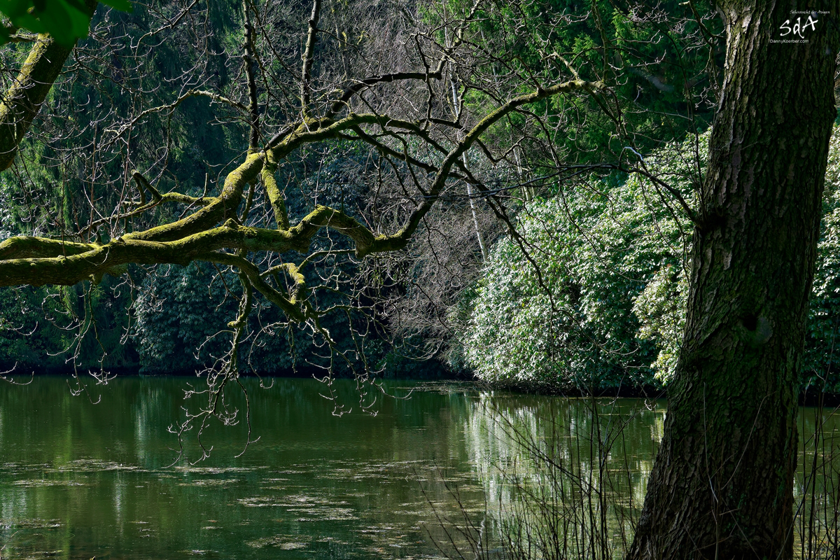 Das Versteck am See. Ein See fotografiert im Ohlsdorfer Parkfriedhof von Danny Koerber für Sehnsucht der Augen.