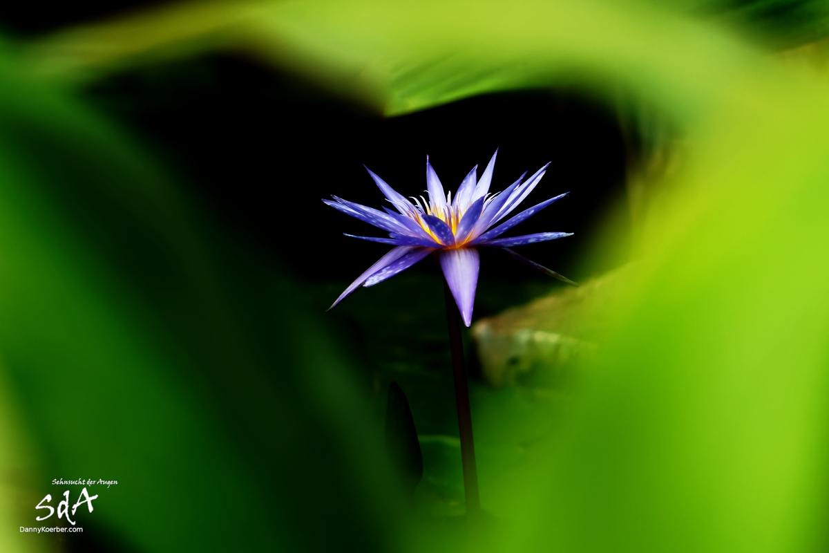Im Reich der Farben, Eine lila Wasserlilie (Blume) fotografiert von Danny Koerber für Sehnhsucht der Augen.