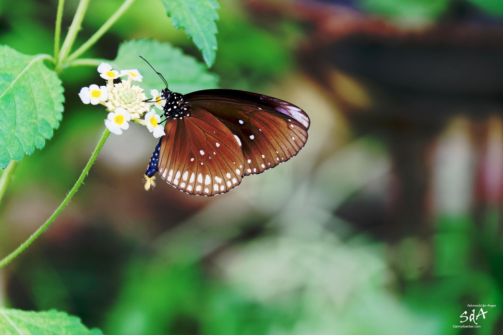 Das Schmetterlingshaus der Fürstin. Brauner Falte, Schmetterlinge und Tiere fotografiert von Danny Koerber.