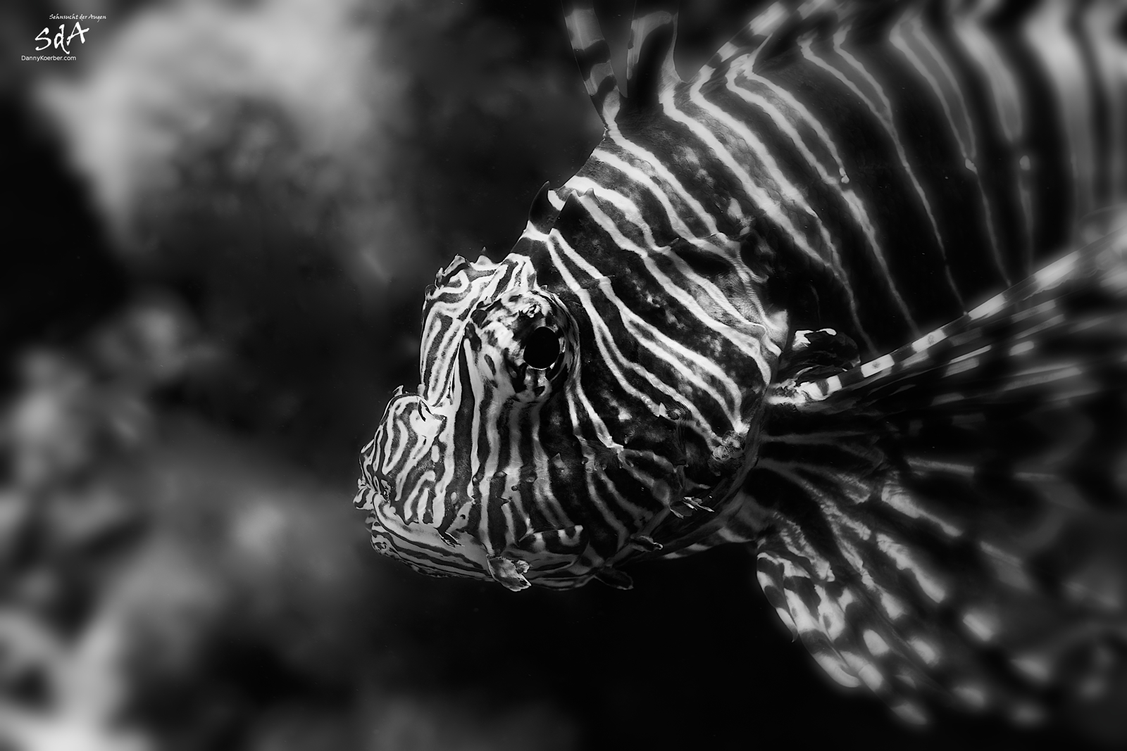 Der Löwenfisch beobachtet uns. Wassertiere von Danny Koerber für Sehnsucht der Augen fotografiert.