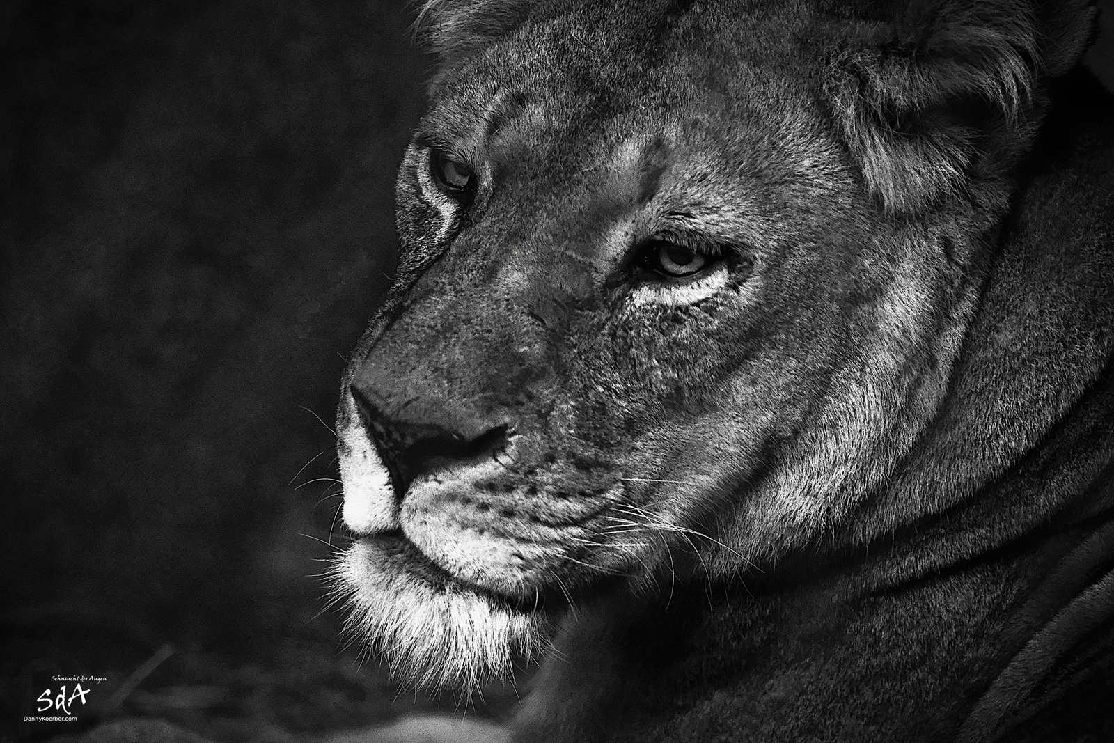 Der Blick der Katze. Ein Löwe schaut zur Seite. Fotografiert von Danny Koerber für Sehnsucht der Augen. Wildtiere