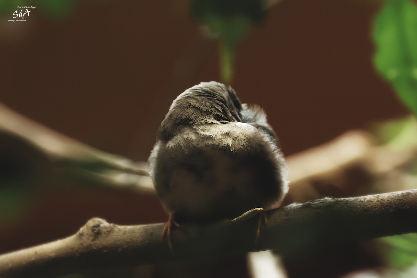 Das ja ist nun vorbei. Der schlafende Vogel auf dem Ast von Danny Koerber für Sehnsucht der Augen. Tiere