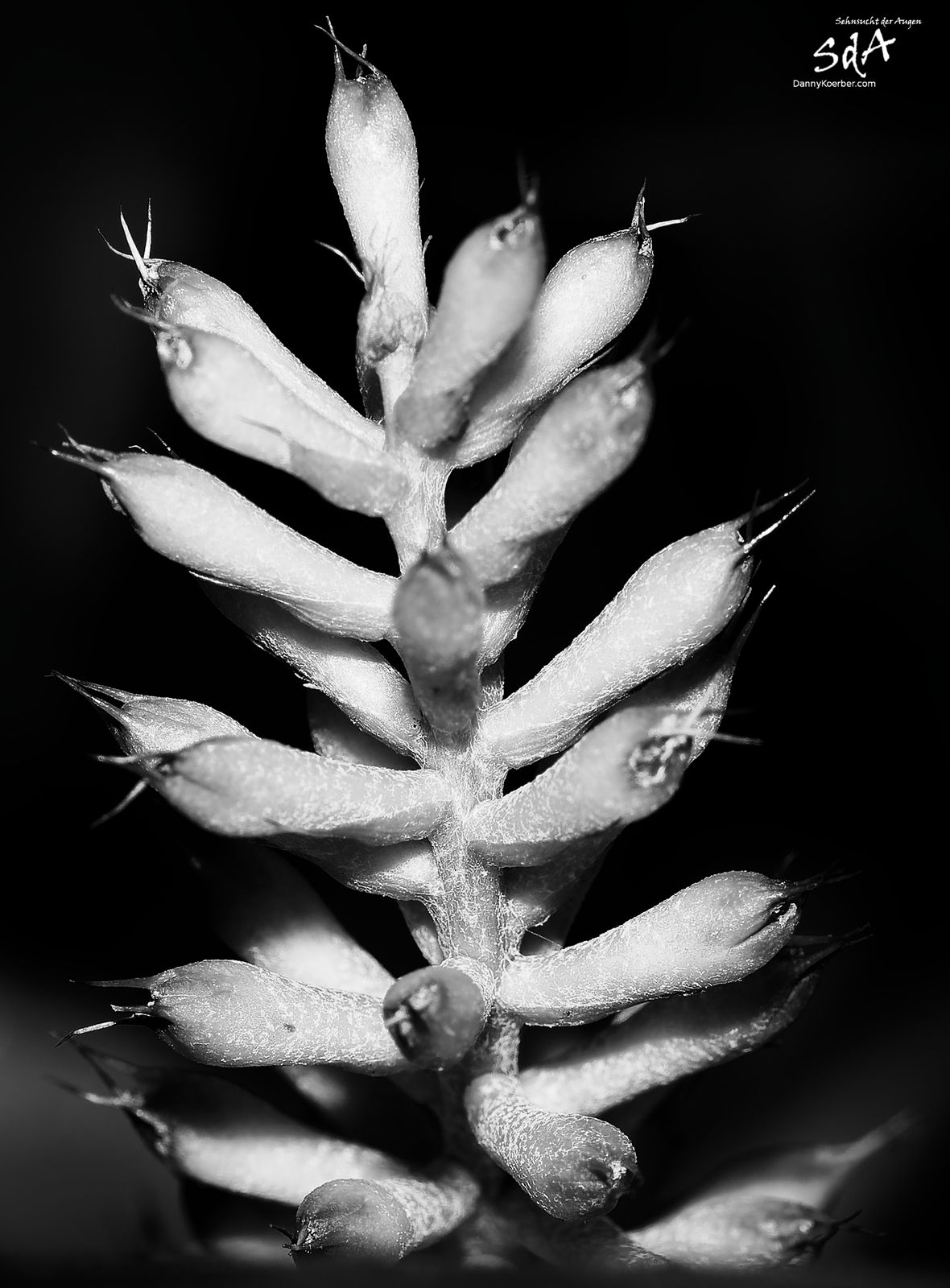 Kaktus in schwarz weiß, fotografiert für Pflanzen von Danny Koerber für Sehnsucht der Augen.