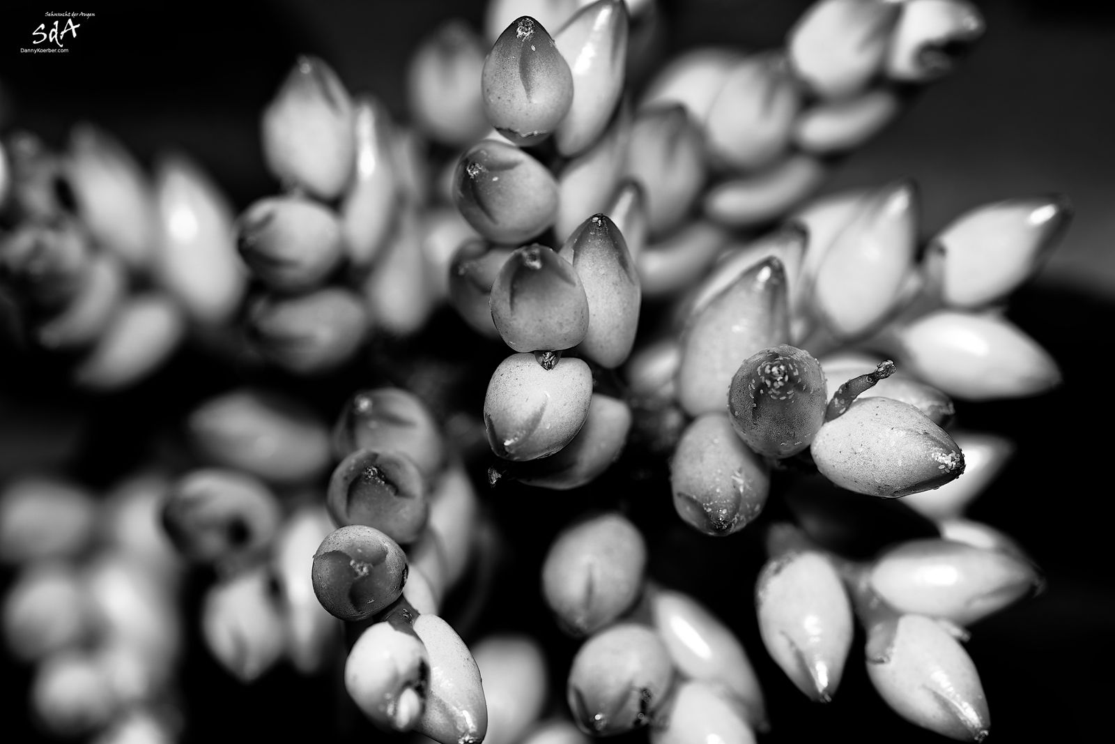 Kaktusblüten in schwarz weiß, fotografiert für Pflanzen von Danny Koerber für Sehnsucht der Augen.