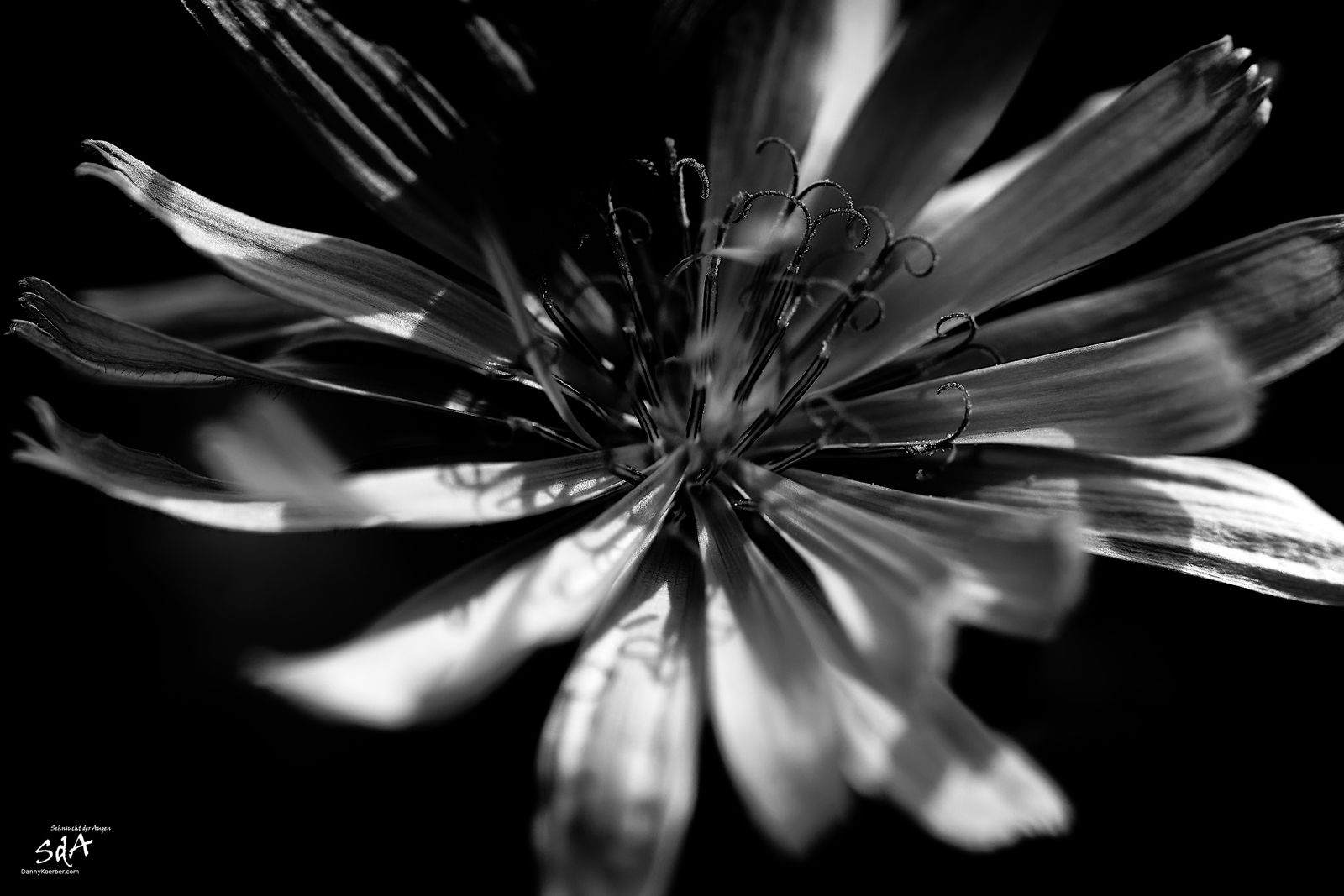 Kornblume in schwarz weiß, fotografiert für Pflanzen von Danny Koerber für Sehnsucht der Augen.