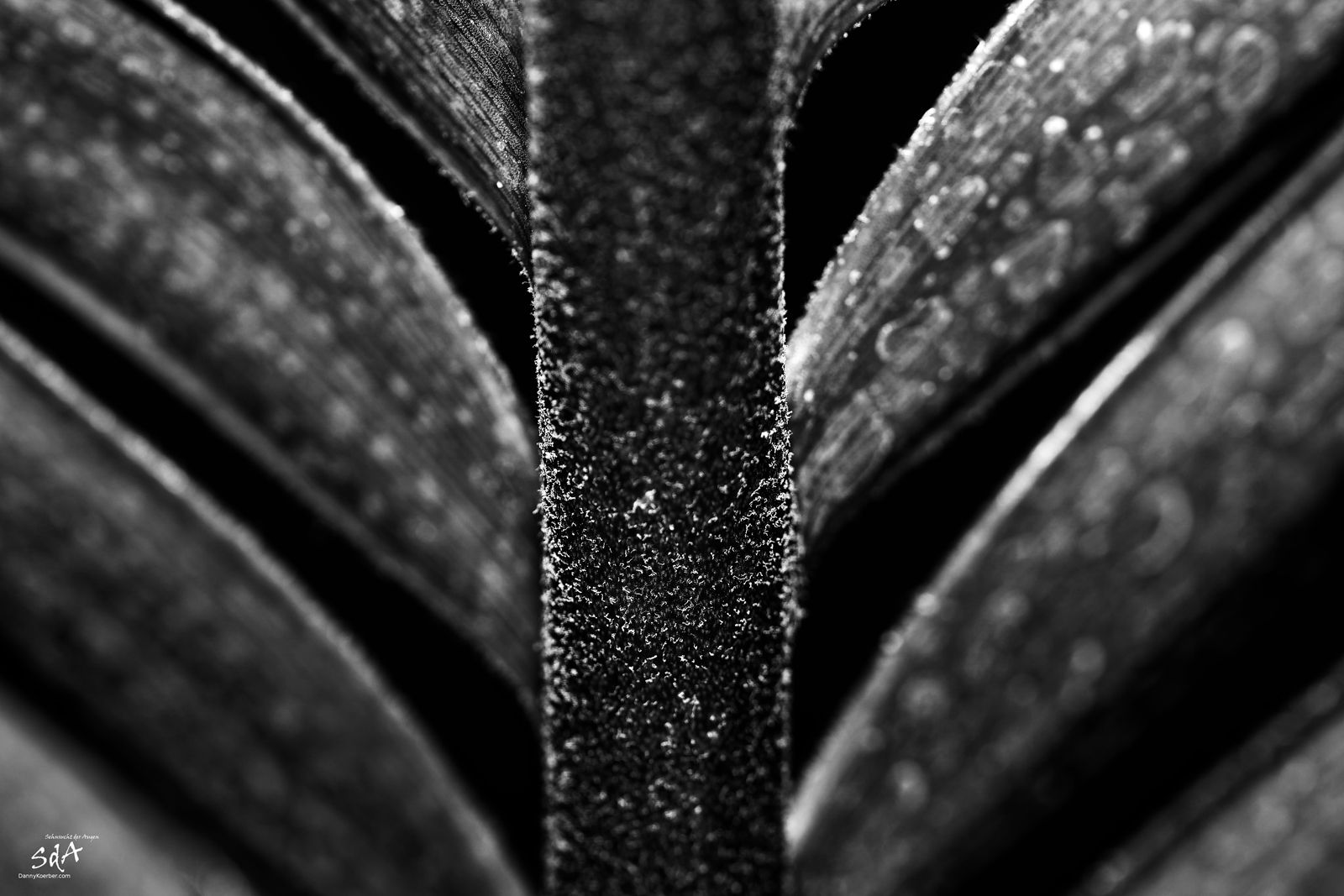 Palmenblatt in schwarz weiß, fotografiert für Pflanzen von Danny Koerber für Sehnsucht der Augen.