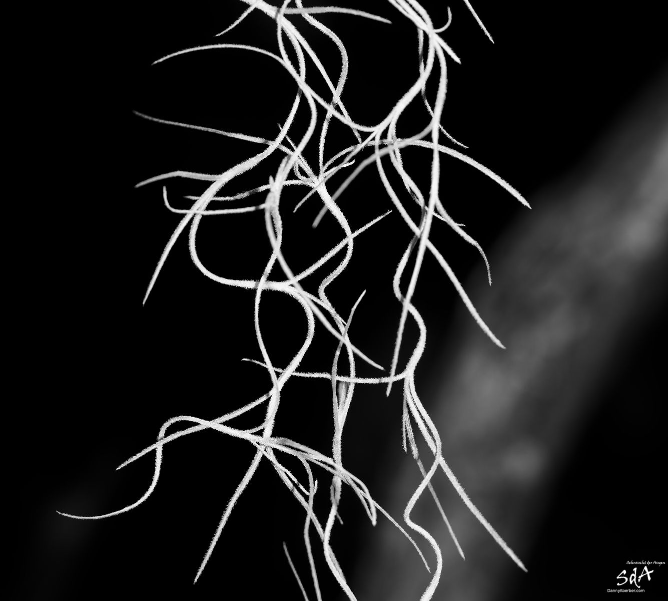 Wurzelgeflecht in schwarz weiß, fotografiert für Pflanzen von Danny Koerber für Sehnsucht der Augen.