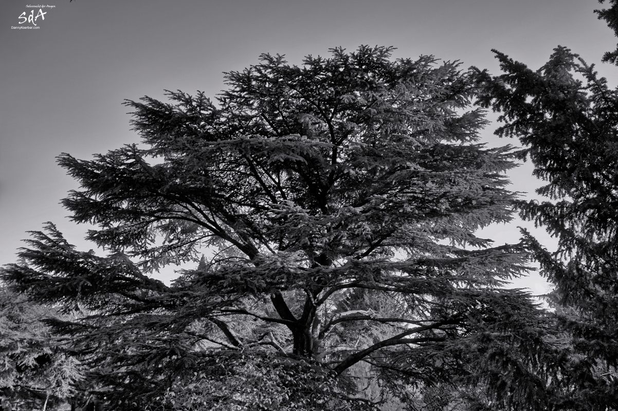 Großer Baum im Kloevensteener Forst, fotografiert von Danny Koerber für Sehnsucht der Augen.
