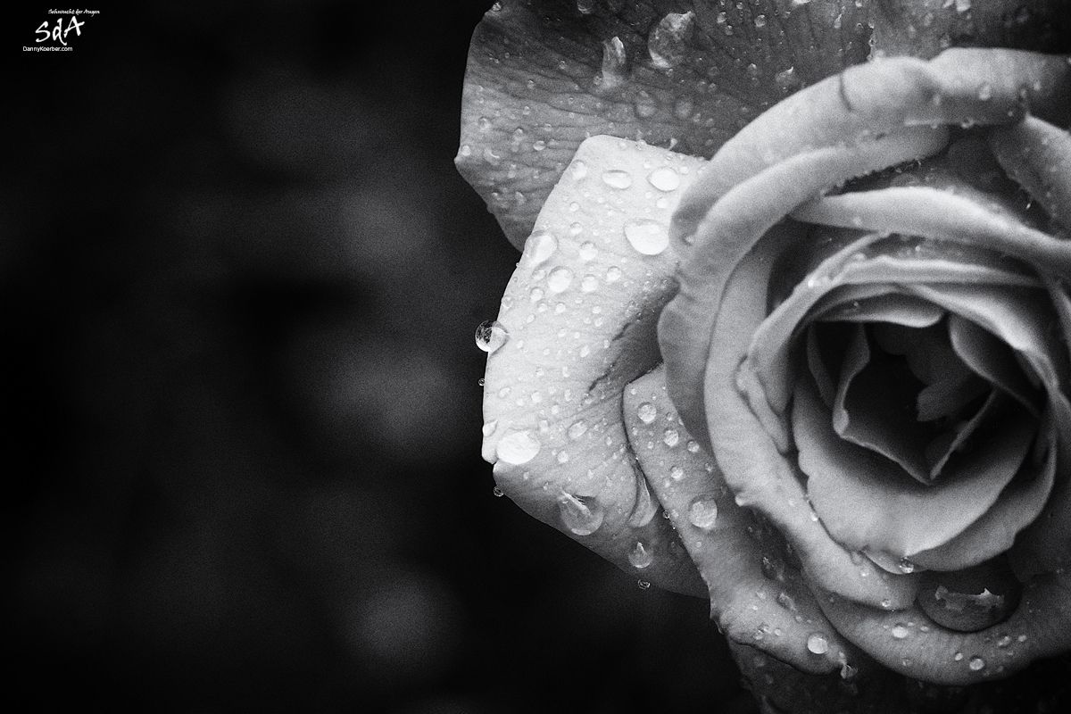 Rose-im-Schmetterlingsgarten, Blumen fotografiert in schwarz weiß von Danny Koerber für Sehnsucht der Augen.