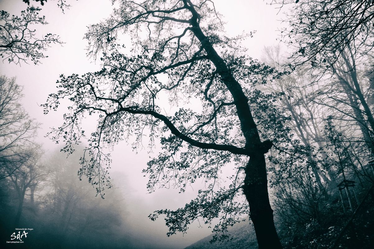 Baum im Nebel, fotografiert von Danny Koerber für Sehnsucht der Augen.