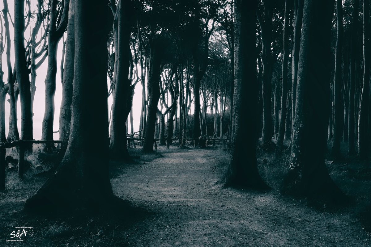 Der Waldpfad, fotografiert von Danny Koerber für Sehnsucht der Augen.