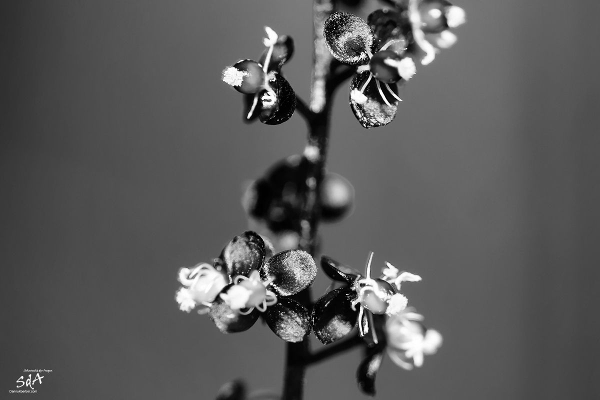 junge-blueten-in-schwarz-weiß, Blumen fotografiert in schwarz weiß von Danny Koerber für Sehnsucht der Augen.
