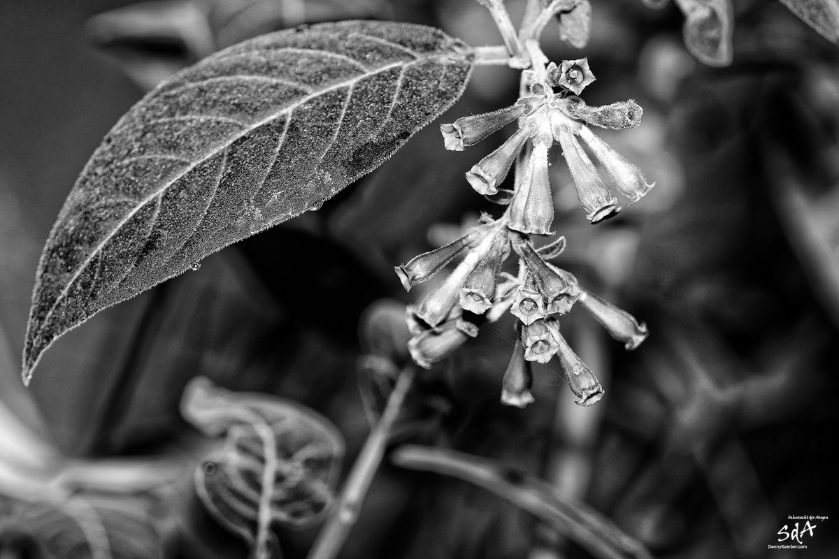 trompetenblume-in-schwarz-weiß, Blumen fotografiert in schwarz weiß von Danny Koerber für Sehnsucht der Augen.