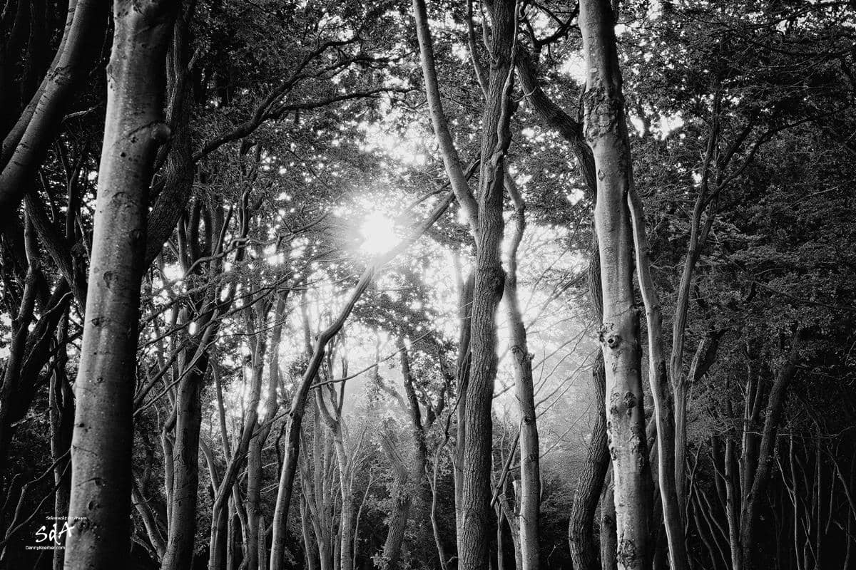Gespensterwald 1, fotografiert von Danny Koerber für Sehnsucht der Augen in schwarz weiß