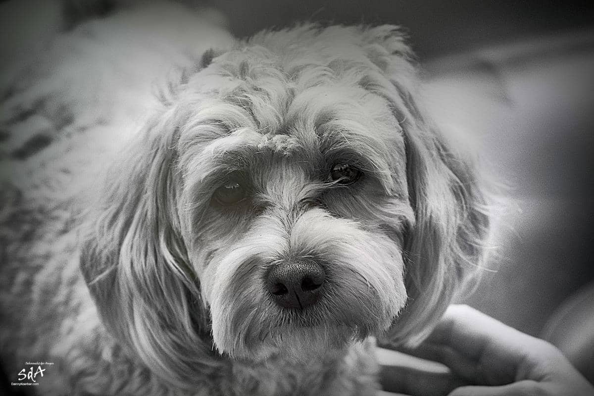 Schwarzweißfotografie eines Hundes, von Danny Koerber für Sehnsucht der Augen.