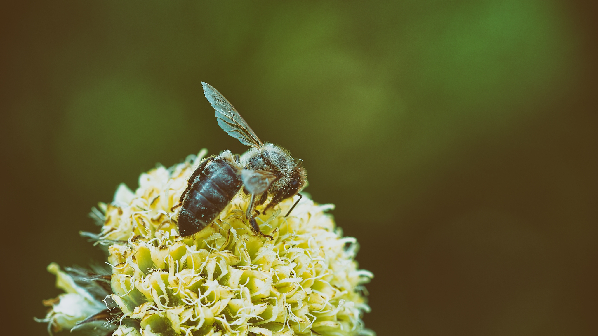 Eine Biene, fotografiert von Danny Koerber für Sehnsucht der Augen, Insekten.