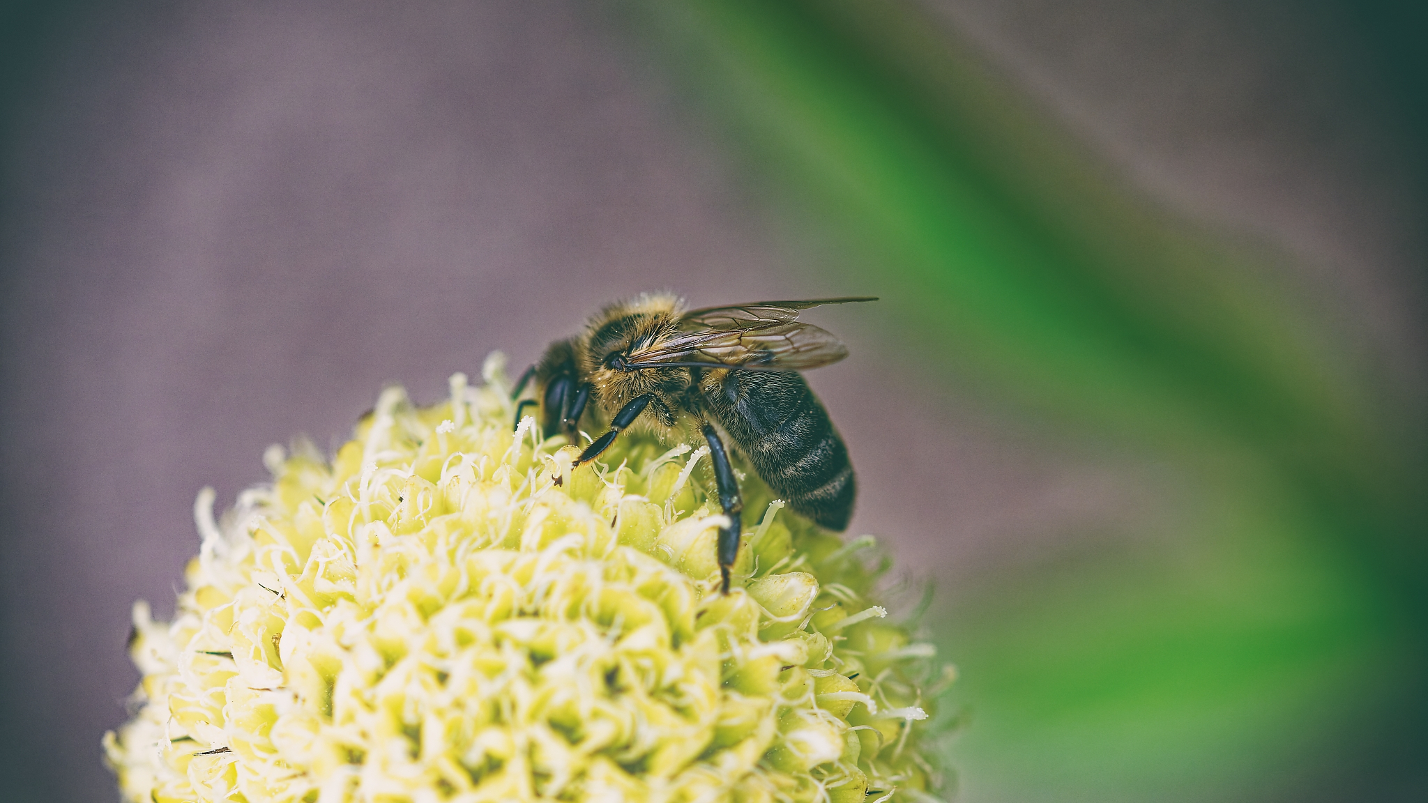 Eine Biene, fotografiert von Danny Koerber für Sehnsucht der Augen, Insekten.