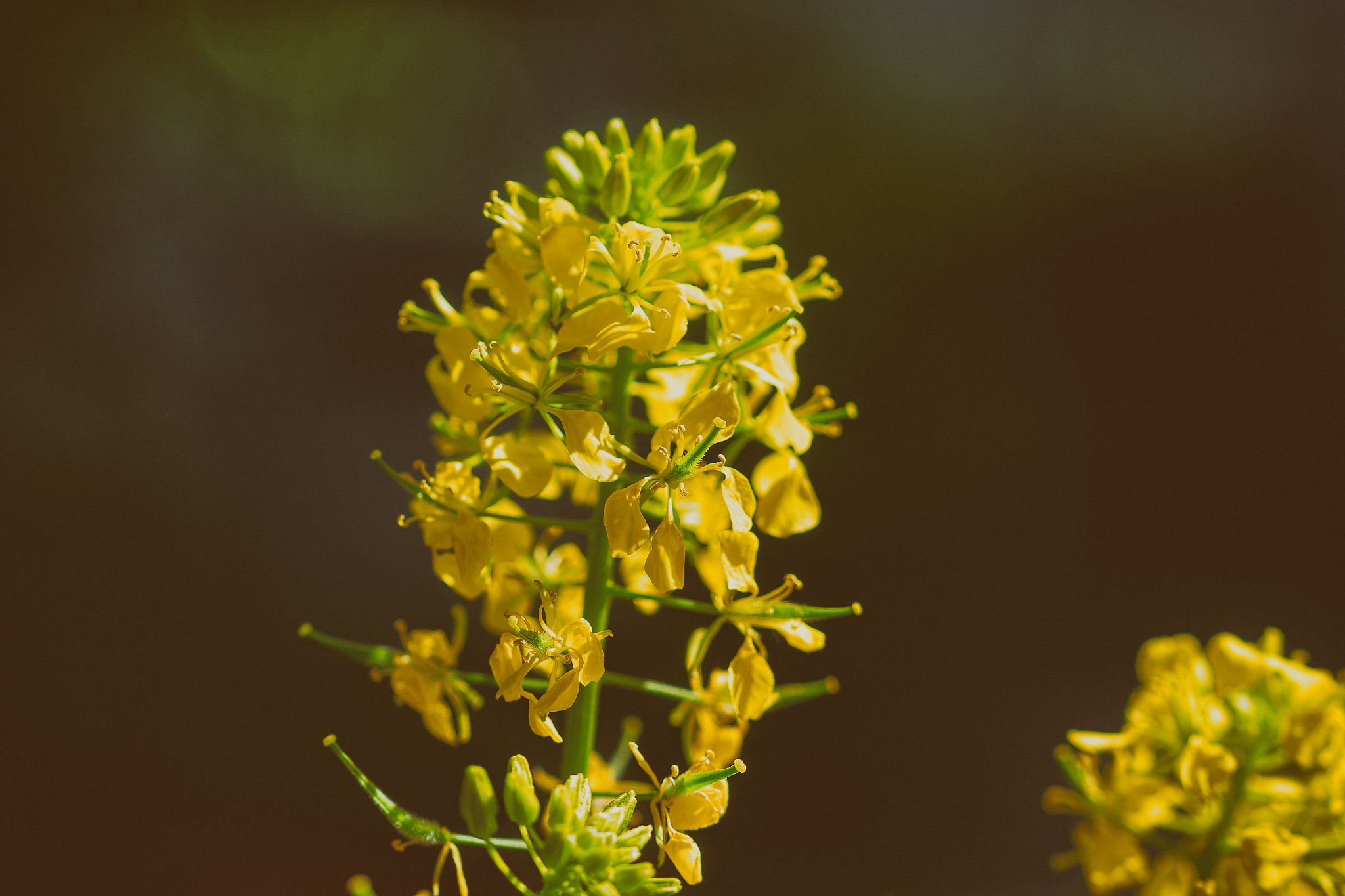 Butterblume, fotografiert von Danny Korber für Pflanzen in Sehnsucht der Augen,