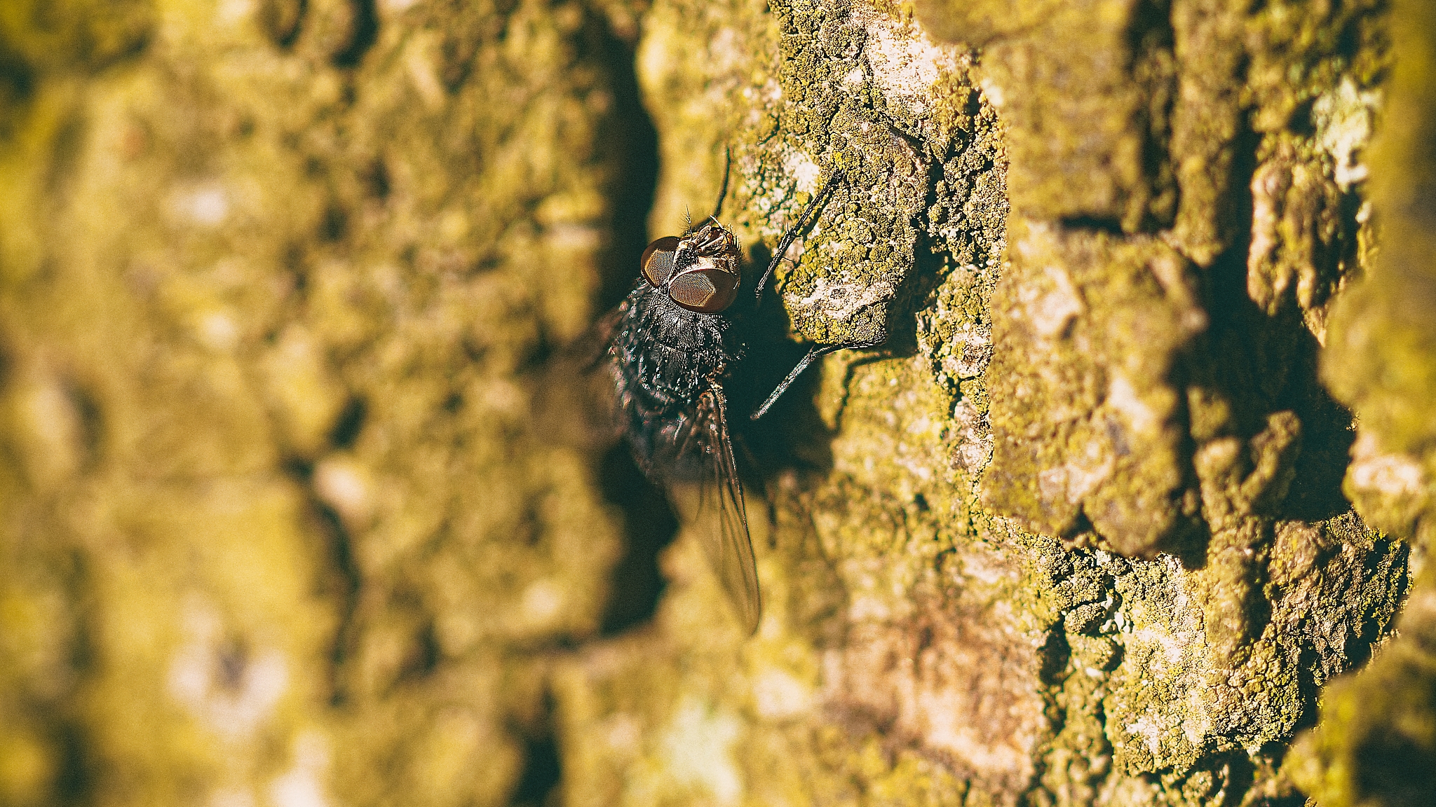 Eine Fliege, fotografiert von Danny Koerber für Sehnsucht der Augen, Insekten.
