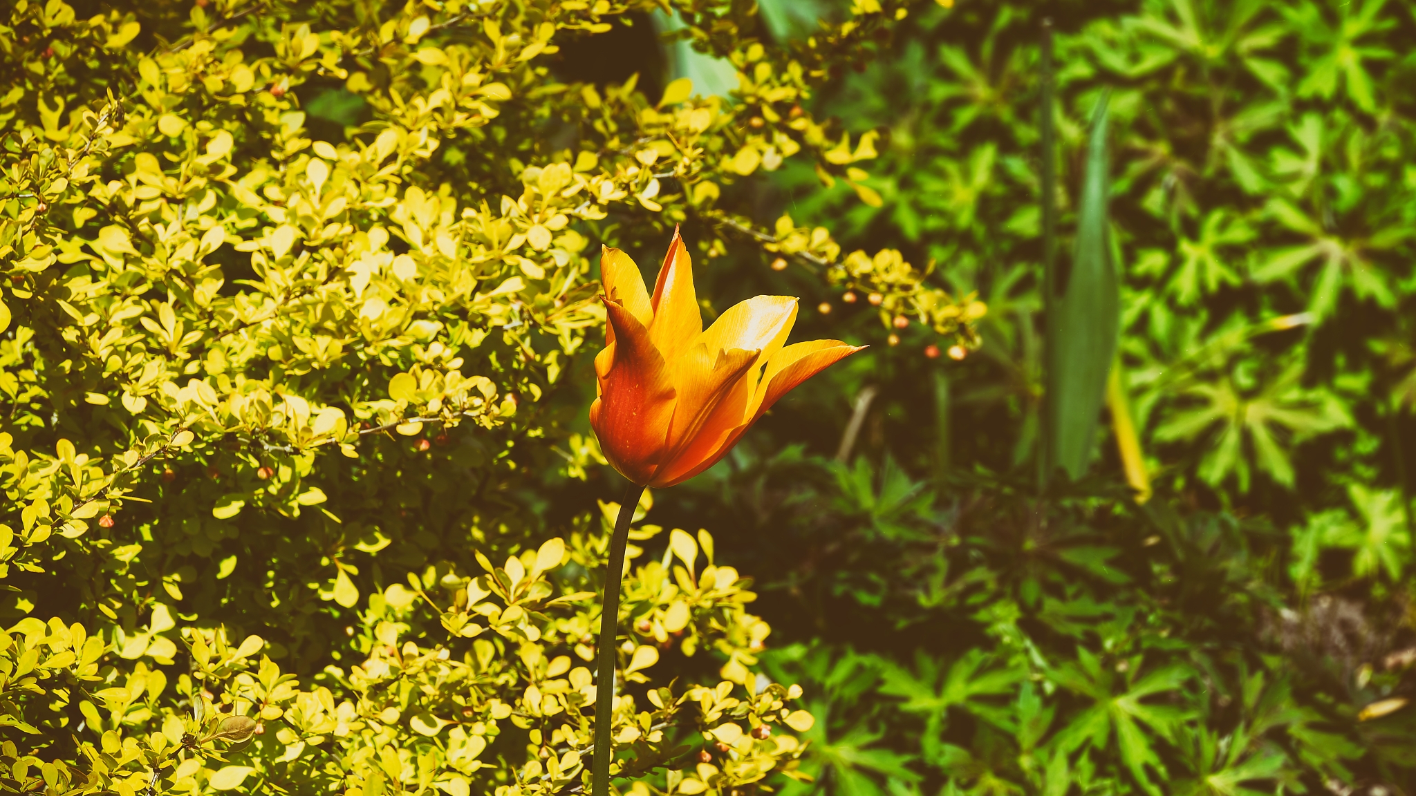 Gelbe Tulpe, fotografiert von Danny Korber für Pflanzen in Sehnsucht der Augen,