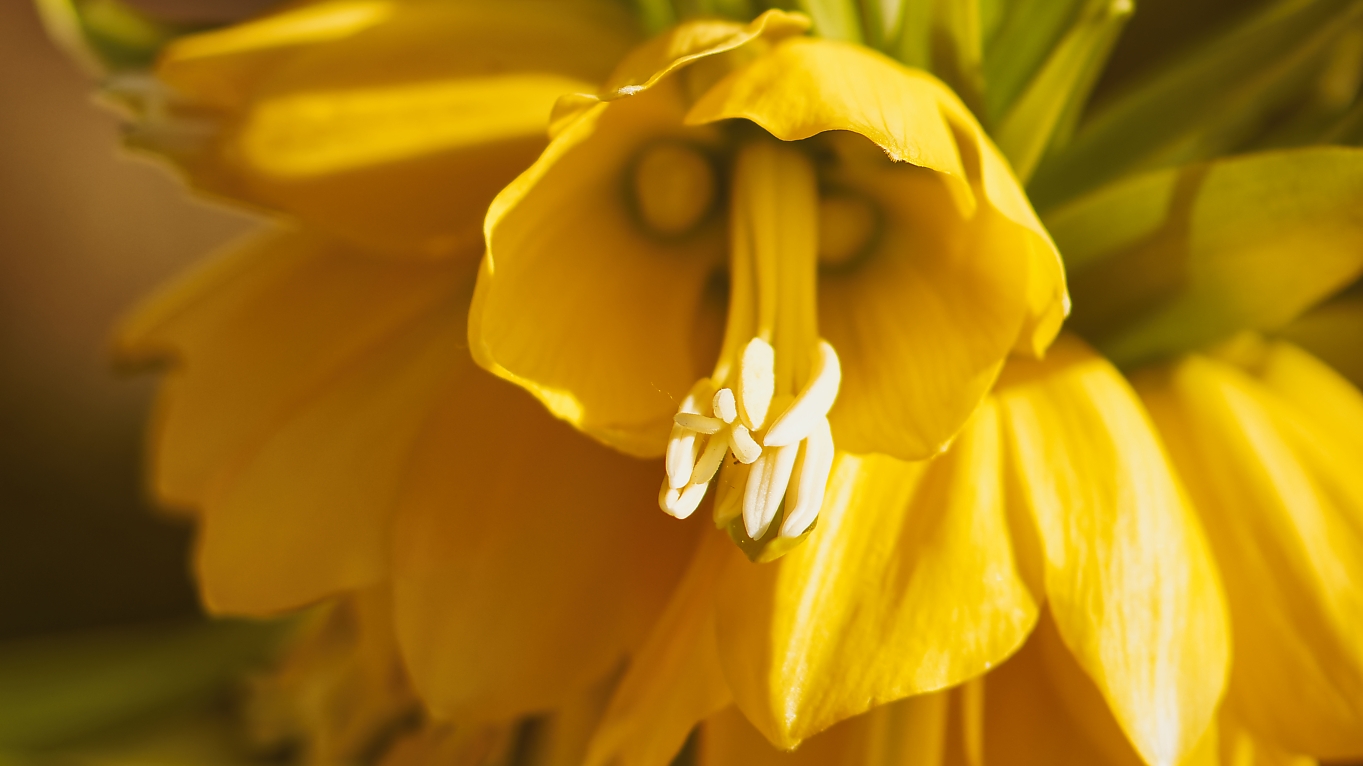 Gelber Krokus, fotografiert von Danny Korber für Pflanzen in Sehnsucht der Augen,