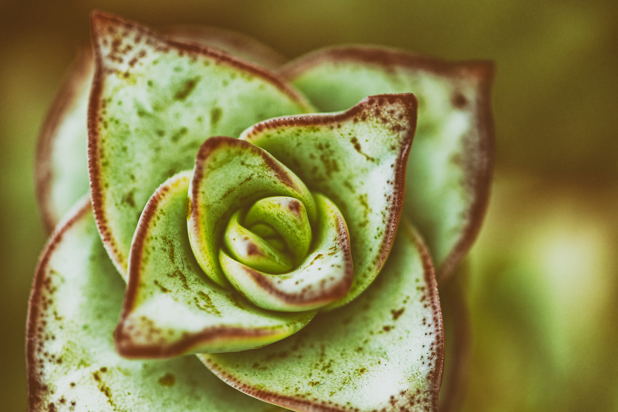Kaktusbluete, fotografiert von Danny Korber für Pflanzen in Sehnsucht der Augen,