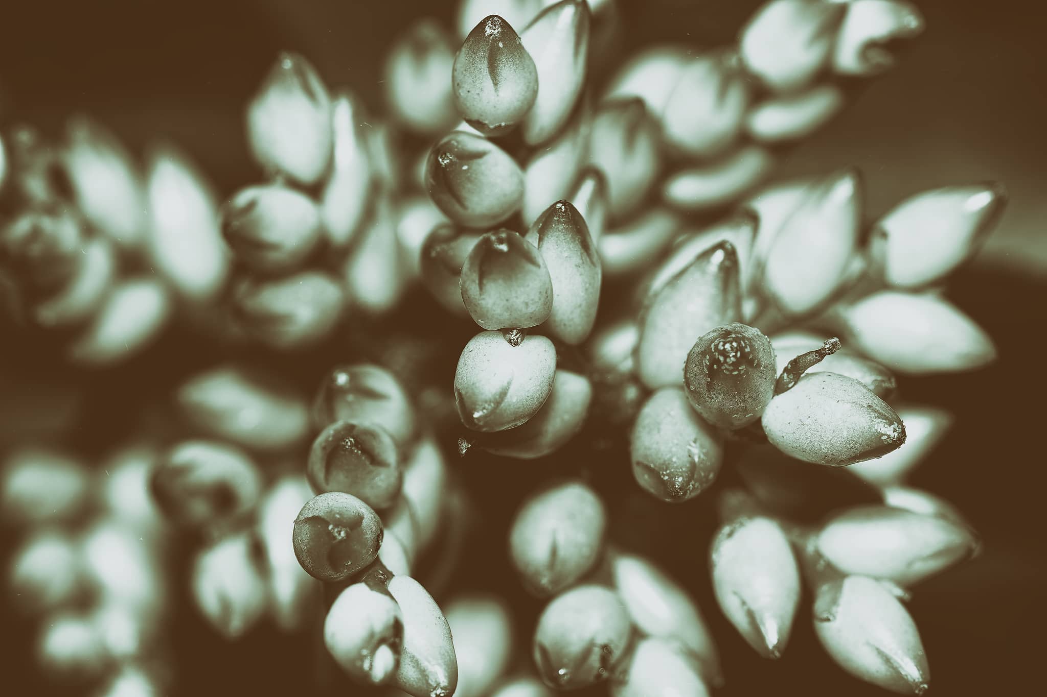 Kapselblüte, fotografiert von Danny Korber für Pflanzen in Sehnsucht der Augen,