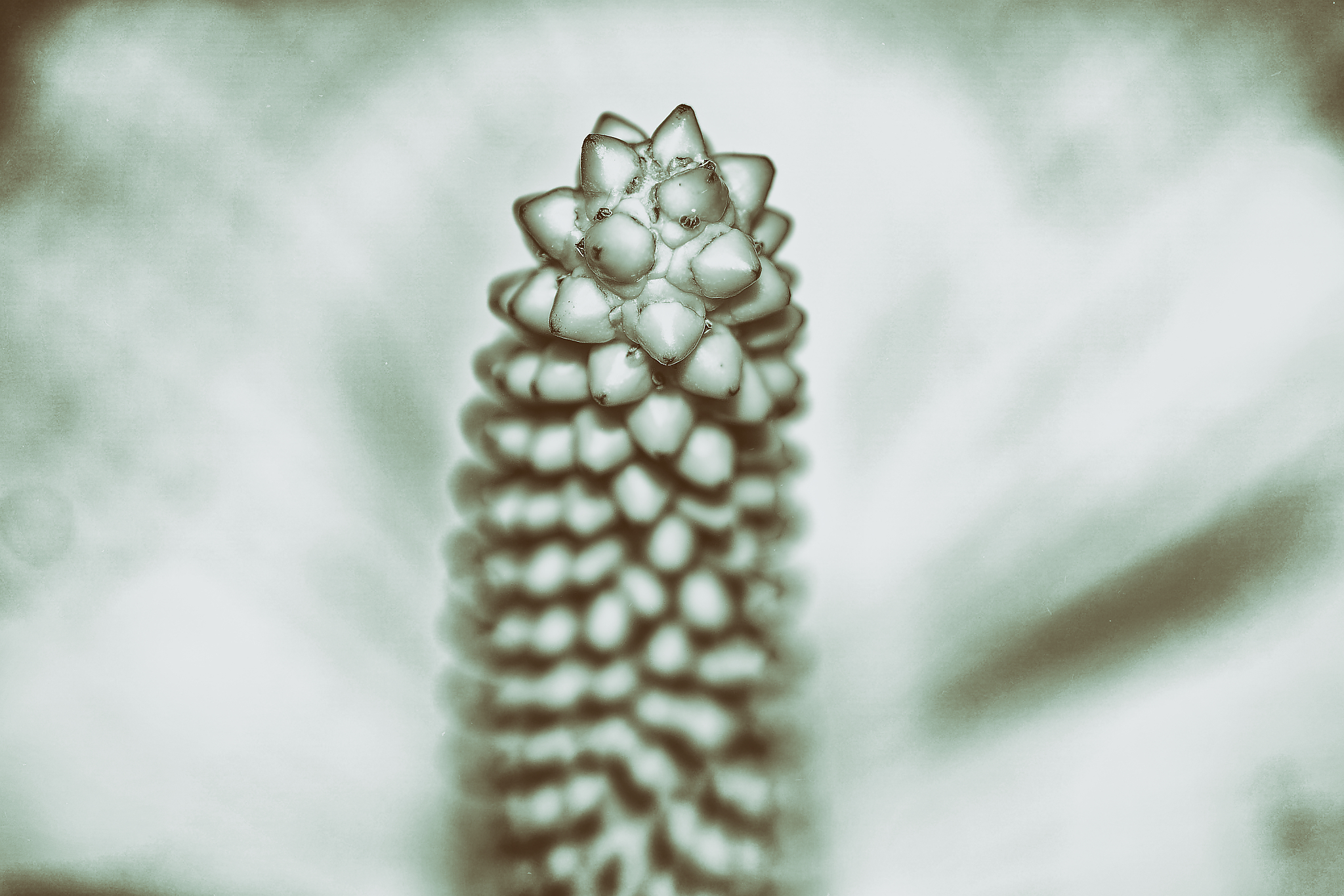 Kelchfrucht, fotografiert von Danny Korber für Pflanzen in Sehnsucht der Augen,