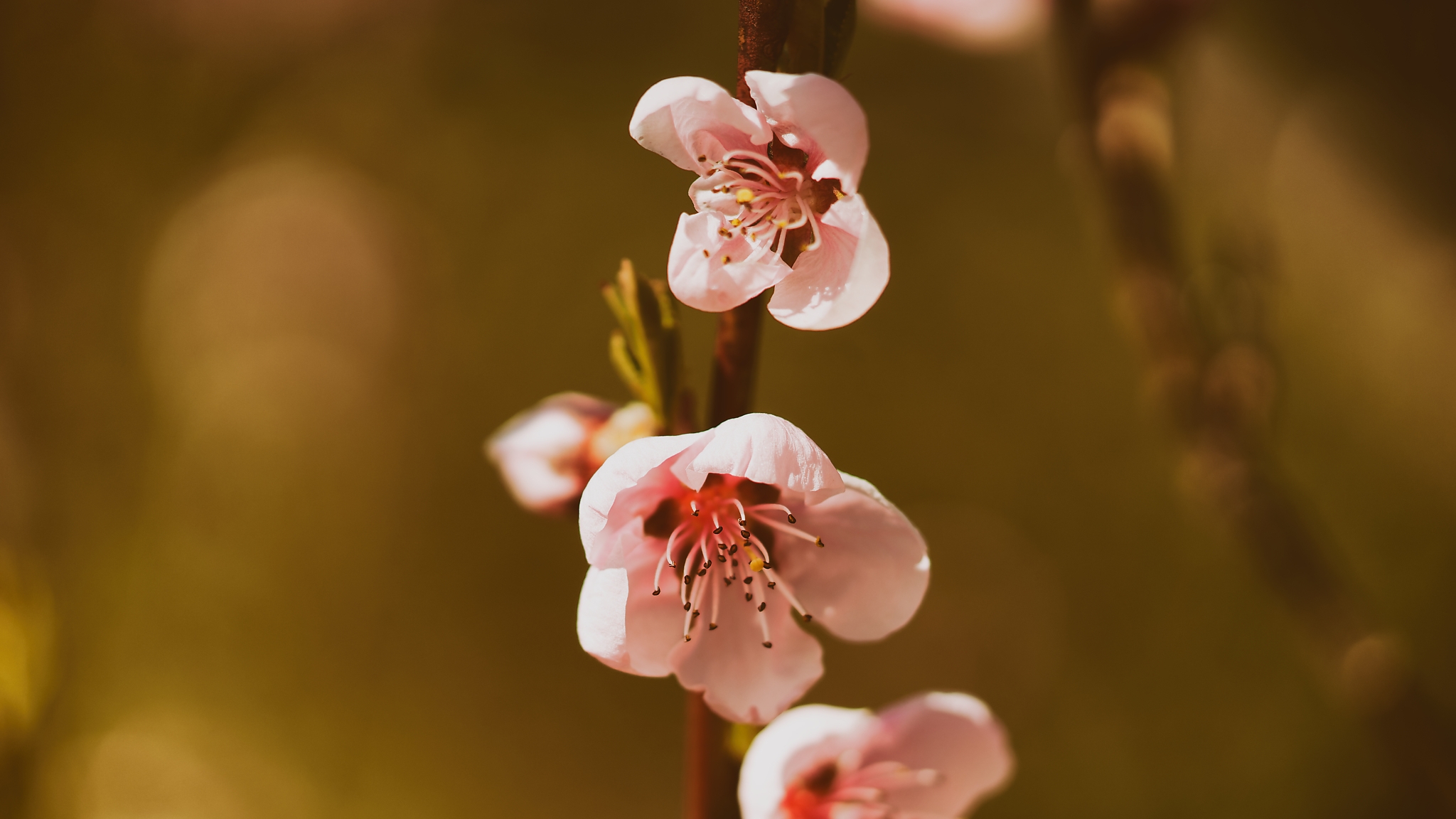 Kirschblüte, fotografiert von Danny Korber für Pflanzen in Sehnsucht der Augen,