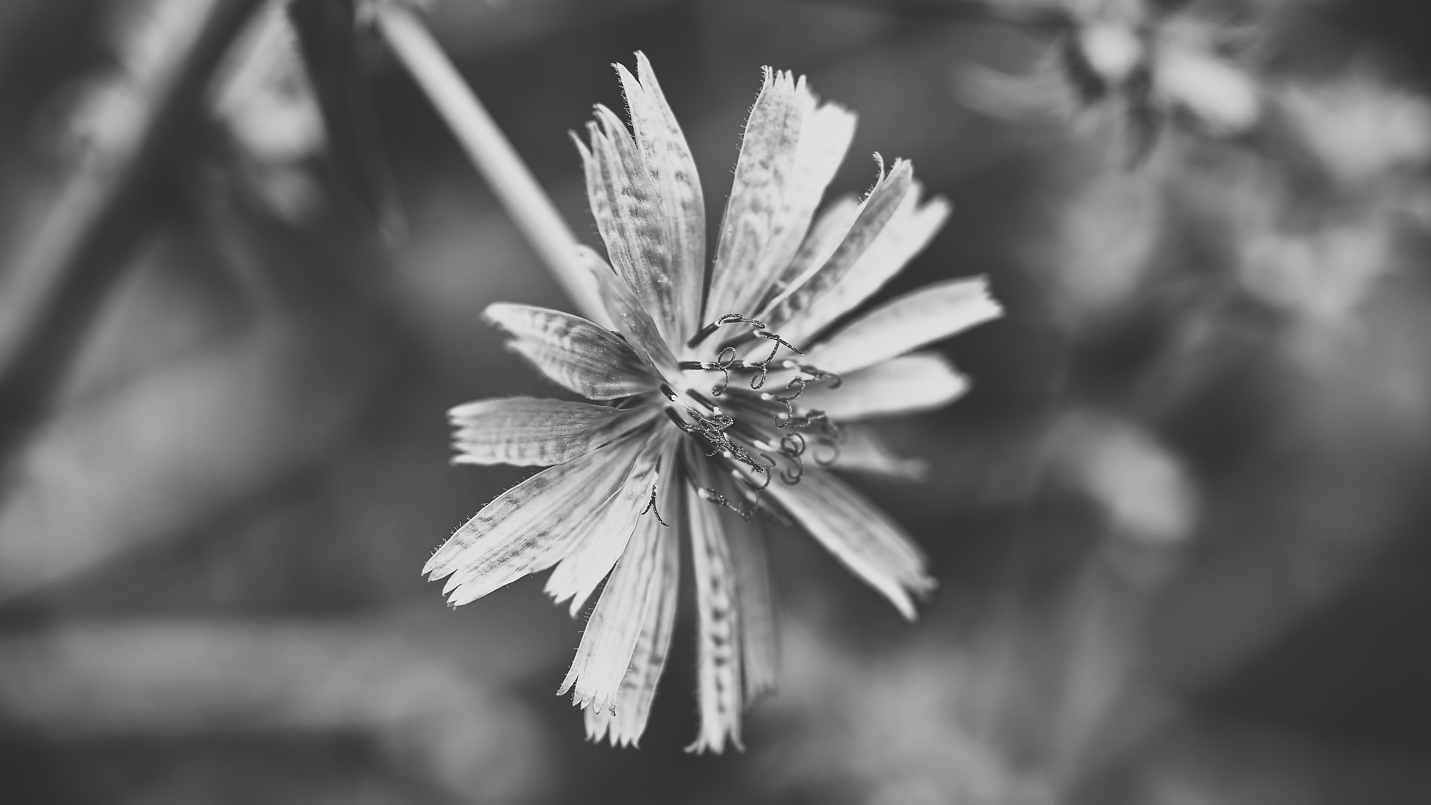 Kornblume in Schwarz Weiß, fotografiert von Danny Korber für Pflanzen in Sehnsucht der Augen,