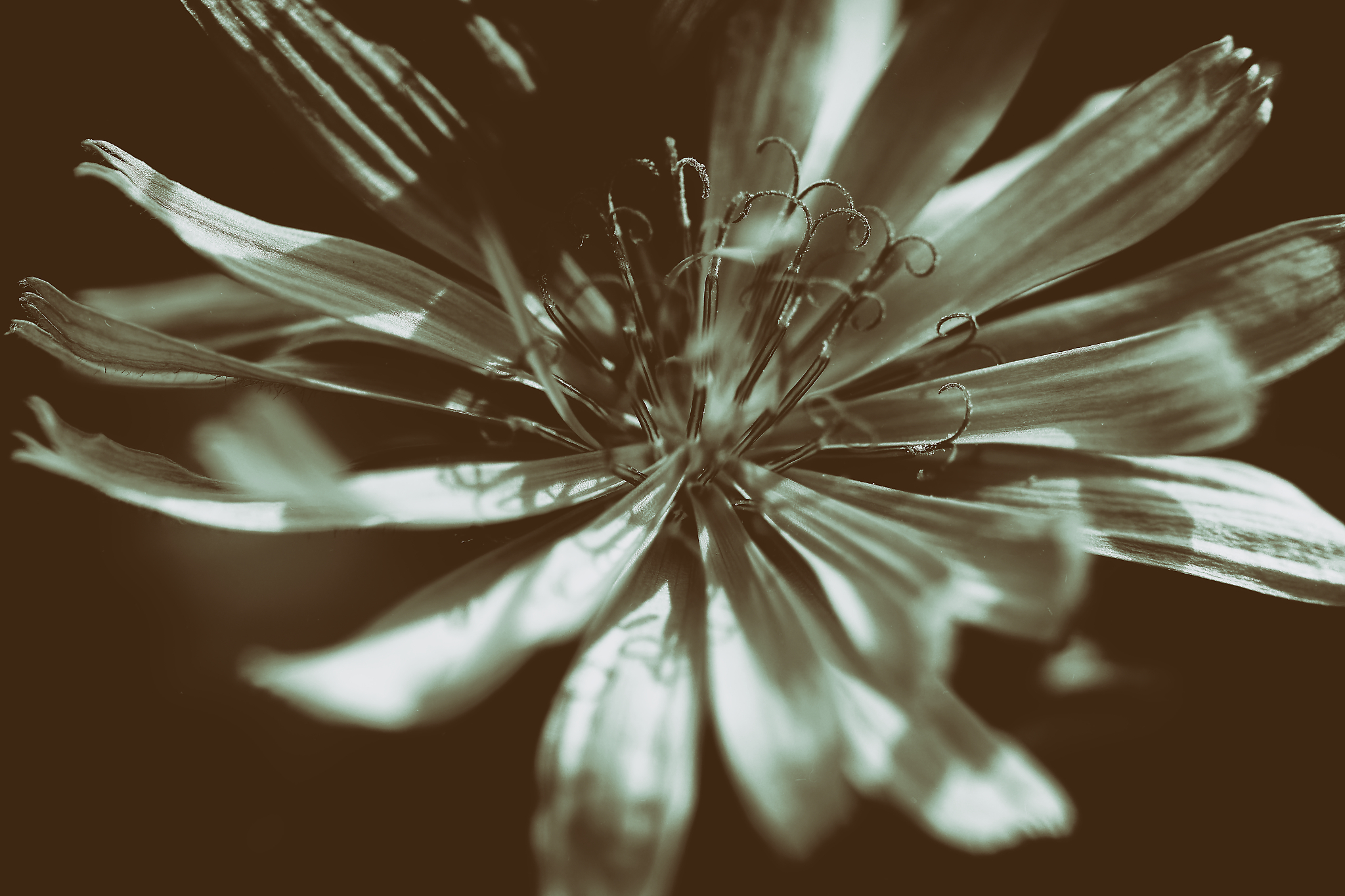 Kornblume in Schwarz Weiß, fotografiert von Danny Korber für Pflanzen in Sehnsucht der Augen,