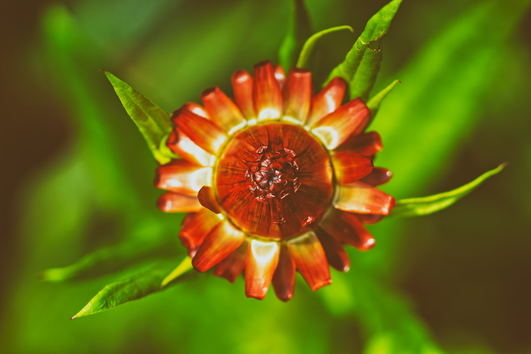 Kornblume, fotografiert von Danny Korber für Pflanzen in Sehnsucht der Augen,